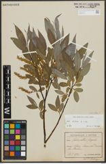 Foto von Salix alba subsp. alba L.